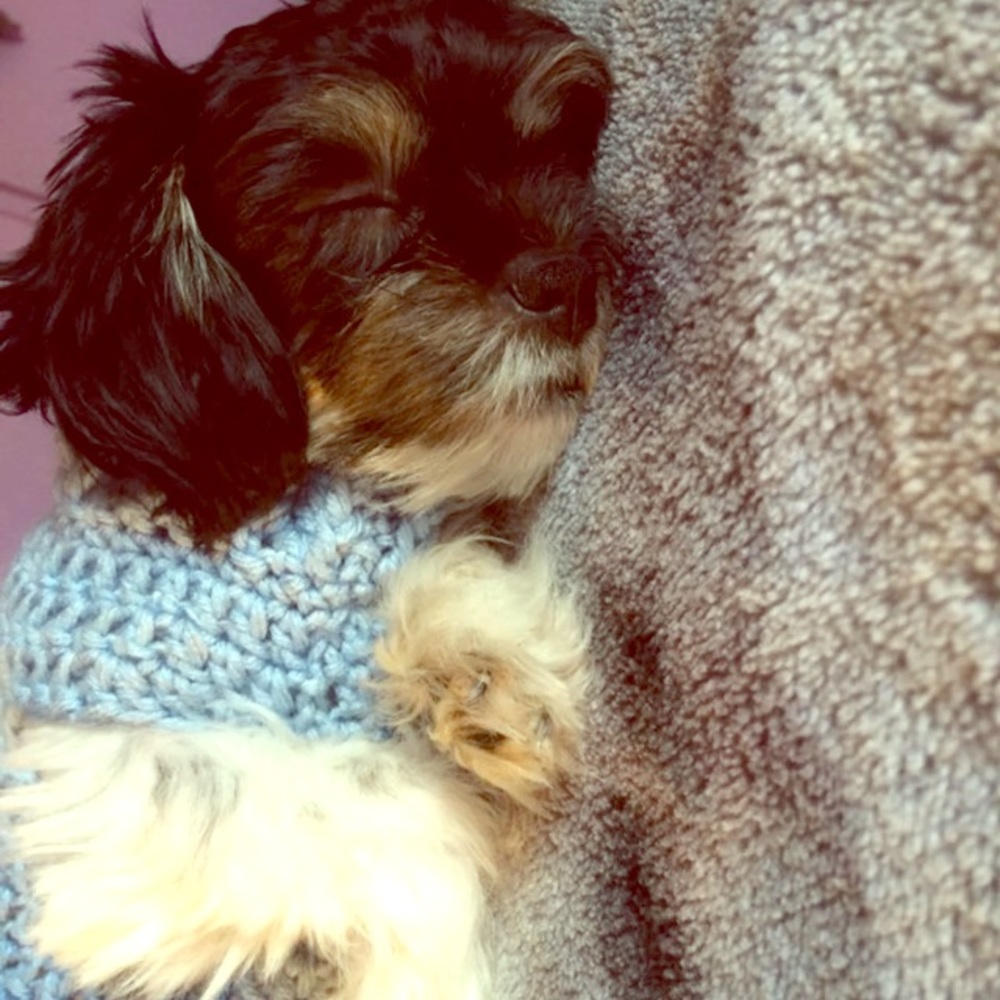 Handmade doggie sweater